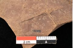Foto (Detailsansicht) von Quercus palaeoilex Ettingshausen (NHMW-GEO-2024-0188-0959)